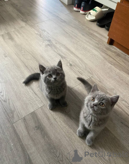 Zdjęcie №3. Twój najdelikatniejszy sekret. Poznaj te aksamitne kocięta. Szwajcaria