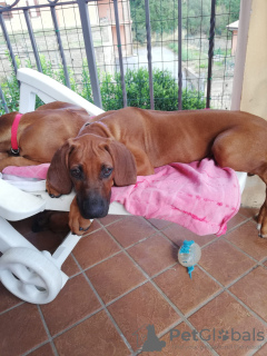 Dodatkowe zdjęcia: Sprzedam szczenięta rasy Rhodesian Ridgeback