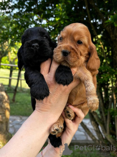 Zdjęcie №1. cocker spaniel angielski - na sprzedaż w Paryż | 3348zł | Zapowiedź №163167