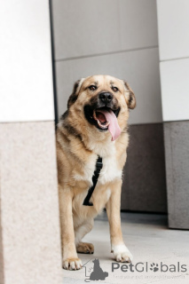 Zdjęcie №2 do zapowiedźy № 154082 na sprzedaż  pies nierasowy - wkupić się Federacja Rosyjska 