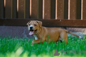 Zdjęcie №3. American Staffordshire Bull Terrier chłopiec. Polska