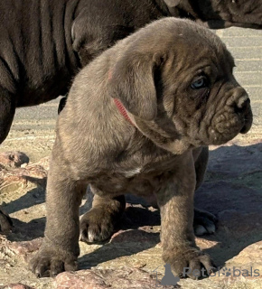 Zdjęcie №1. cane corso - na sprzedaż w Leipzig | 2541zł | Zapowiedź №135431