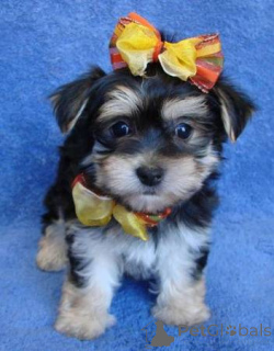 Zdjęcie №3. Yorkshire Terrier Puppies WhatsApp 64 9-889 4165. Szwajcaria