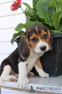 Zdjęcie №3. Szczenię rasy Beagle na sprzedaż. Portugalia