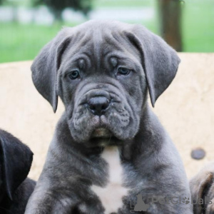 Zdjęcie №4. Sprzedam cane corso w Monachium. prywatne ogłoszenie - cena - Bezpłatny