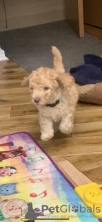 Dodatkowe zdjęcia: Australian labradoodle