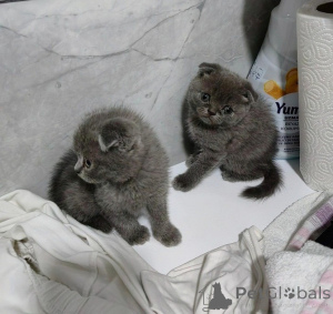 Zdjęcie №1. scottish fold - na sprzedaż w Helsinki | negocjowane | Zapowiedź № 137665