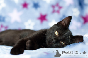 Zdjęcie №3. Piękno Leila. Białoruś