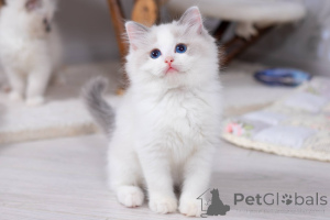 Zdjęcie №1. ragdoll - na sprzedaż w Waszyngton | 3012zł | Zapowiedź № 178259