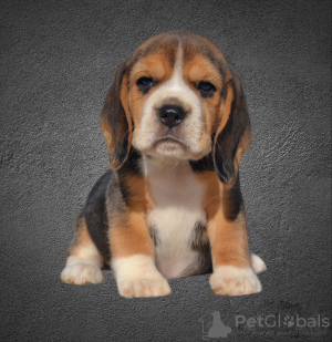 Zdjęcie №1. beagle (rasa psa) - na sprzedaż w Mińsk | 1196zł | Zapowiedź №30673