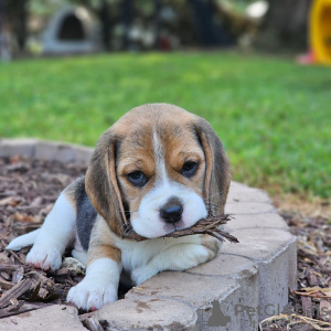 Dodatkowe zdjęcia: Poszukuję szczeniąt beagle