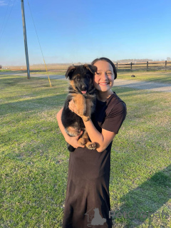 Zdjęcie №3. Zdrowe urocze urocze szczenięta owczarka niemieckiego teraz do sprzedaży. Niemcy