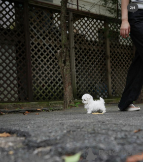 Zdjęcie №4. Sprzedam maltańczyk w Berlin. hodowca - cena - 3109zł