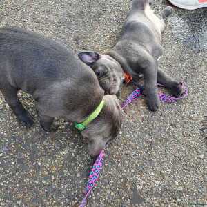 Zdjęcie №4. Sprzedam staffordshire bull terrier w Arrondissement de Berchtesgaden-Campagne. prywatne ogłoszenie - cena - 1818zł