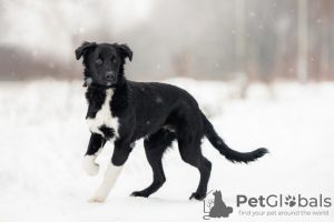 Zdjęcie №1. pies nierasowy - na sprzedaż w Москва | Bezpłatny | Zapowiedź №33352