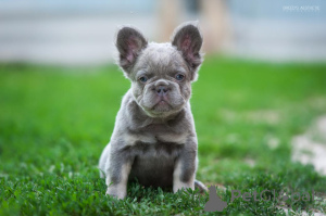 Zdjęcie №1.  - na sprzedaż w Батуми | 5591zł | Zapowiedź №143403