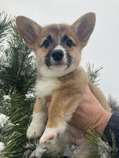 Dodatkowe zdjęcia: Welsh Corgi 3 mięsiąca (utytułowane rodzicy )