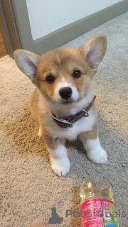 Zdjęcie №3. Corgi-Welpen.. Niemcy