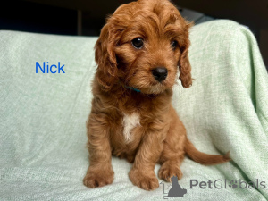 Zdjęcie №2 do zapowiedźy № 144460 na sprzedaż  cavalier king charles spaniel - wkupić się Austria hodowca