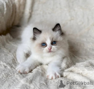 Zdjęcie №1. ragdoll - na sprzedaż w Nettetal | 1674zł | Zapowiedź № 177650