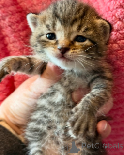 Zdjęcie №1. kot bengalski - na sprzedaż w Monachium | 3014zł | Zapowiedź № 150621