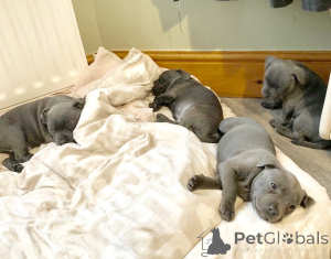 Zdjęcie №2 do zapowiedźy № 168441 na sprzedaż  staffordshire bull terrier - wkupić się Szwecja prywatne ogłoszenie, hodowca