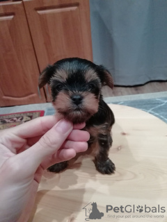 Zdjęcie №1. yorkshire terrier biewer, yorkshire terrier - na sprzedaż w Tallinn | 2302zł | Zapowiedź №122557