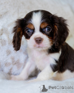Zdjęcie №1. cavalier king charles spaniel - na sprzedaż w Berga | 2631zł | Zapowiedź №157765