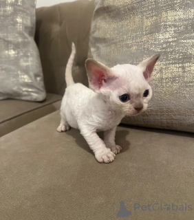 Zdjęcie №1. devon rex - na sprzedaż w Baden | 1674zł | Zapowiedź № 169319