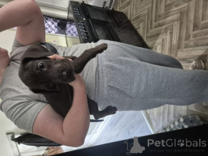 Zdjęcie №3. Deutsche Doggenwelpen... WhatsApp 44 7453 907158. Niemcy