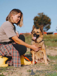 Zdjęcie №2 do zapowiedźy № 160731 na sprzedaż  pies nierasowy - wkupić się Federacja Rosyjska prywatne ogłoszenie