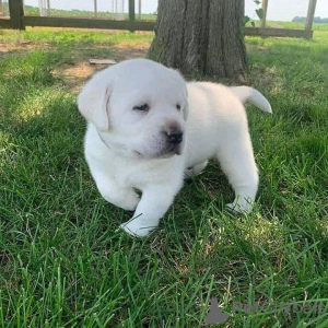 Zdjęcie №1. labrador retriever - na sprzedaż w Helsinki | 1674zł | Zapowiedź №56454