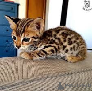Zdjęcie №3. Chatons Bengal prêts à rejoindre leur nouvelle famille.. Francja