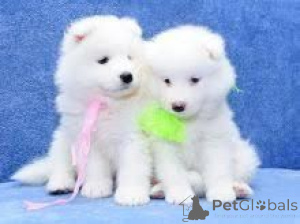 Zdjęcie №1. samojed (rasa psa) - na sprzedaż w Barcelona | negocjowane | Zapowiedź №175865