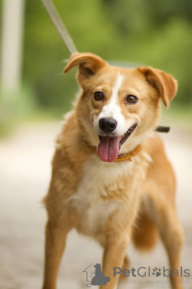 Zdjęcie №1. pies nierasowy - na sprzedaż w Rzeka Moskwa | Bezpłatny | Zapowiedź №150470