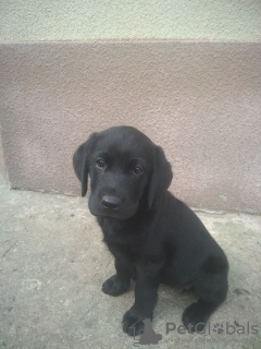 Zdjęcie №4. Sprzedam labrador retriever w Charków. prywatne ogłoszenie - cena - 560zł