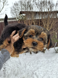 Zdjęcie №2 do zapowiedźy № 162864 na sprzedaż  yorkshire terrier biewer, yorkshire terrier - wkupić się Litwa prywatne ogłoszenie, od żłobka, hodowca