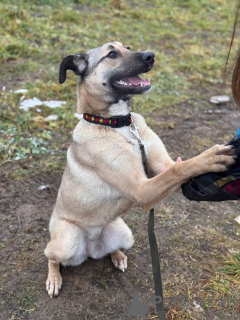 Zdjęcie №4. Sprzedam pies nierasowy w Rzeka Moskwa. prywatne ogłoszenie - cena - Bezpłatny