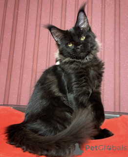 Zdjęcie №1. maine coon - na sprzedaż w Achaern | 4544zł | Zapowiedź № 161418