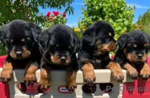 Zdjęcie №4. Sprzedam rottweiler w Sevetal. prywatne ogłoszenie - cena - 2774zł