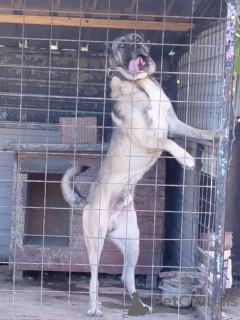 Zdjęcie №3. Turecki kangal, mężczyzna. Serbia