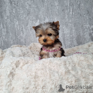 Zdjęcie №3. Ови мали чувари брзо расту и спремни су да се упусте у своју следећу aвантуру.. Czarnogóra