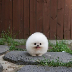 Zdjęcie №3. Czy ktoś chce małą 2-funtową filiżankę pomorską Biznes WhatsApp447400576553. Finlandia