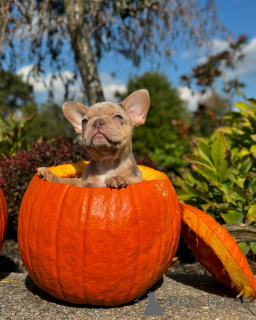 Zdjęcie №2 do zapowiedźy № 150639 na sprzedaż  buldog francuski - wkupić się Niemcy ze schronu, hodowca