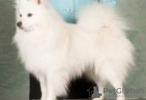 Zdjęcie №2 do zapowiedźy № 129080 na sprzedaż  gryfonik brukselski - wkupić się Finlandia hodowca