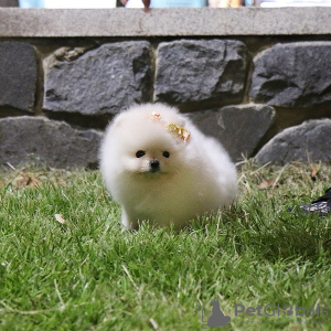 Zdjęcie №3. Pomeranian Spitz,. Austria
