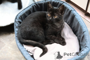 Zdjęcie №2 do zapowiedźy № 154411 na sprzedaż   - wkupić się Federacja Rosyjska prywatne ogłoszenie