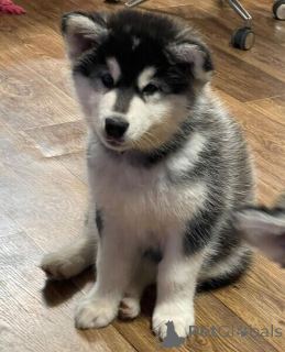 Zdjęcie №1. alaskan malamute - na sprzedaż w Antwerpia | negocjowane | Zapowiedź №169670