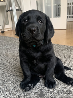 Zdjęcie №2 do zapowiedźy № 169104 na sprzedaż  labrador retriever - wkupić się Finlandia prywatne ogłoszenie