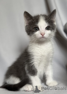 Zdjęcie №4. Sprzedam  w Москва.  - cena - Bezpłatny